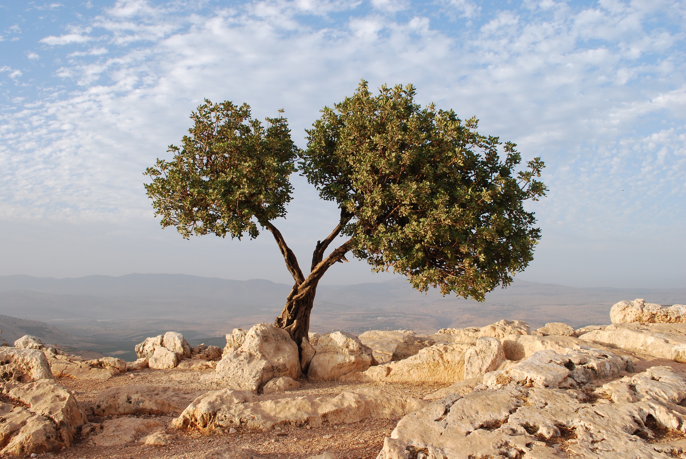 Israel - Tree DSC_0737